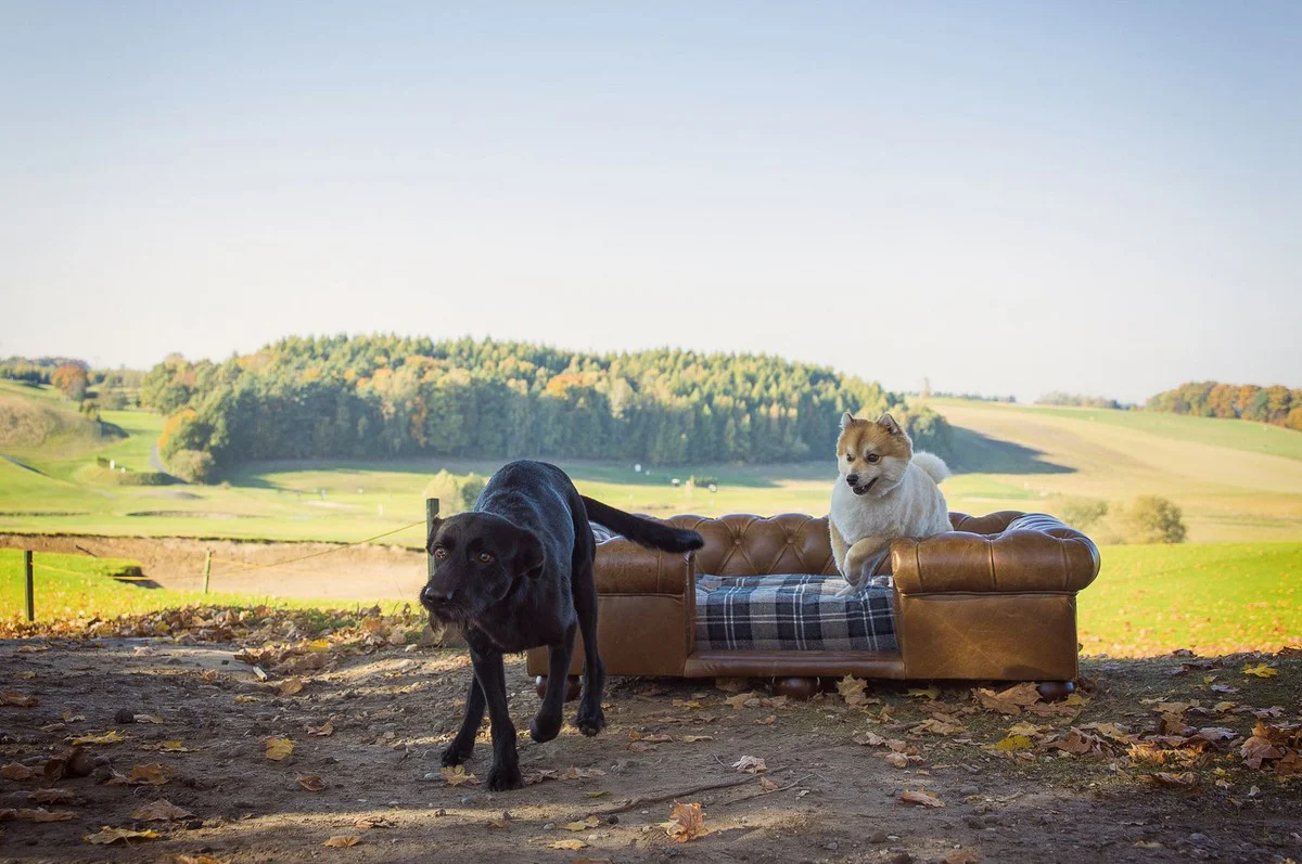 Luxury Chesterfield Leather Dog Bed Vintage Brown / Dark Brown / Multicolored 134 x 104 x H. 37 cm - Rectangular Genuine Leather Dog Bed - Luxury Chesterfield Leather Pet Furniture