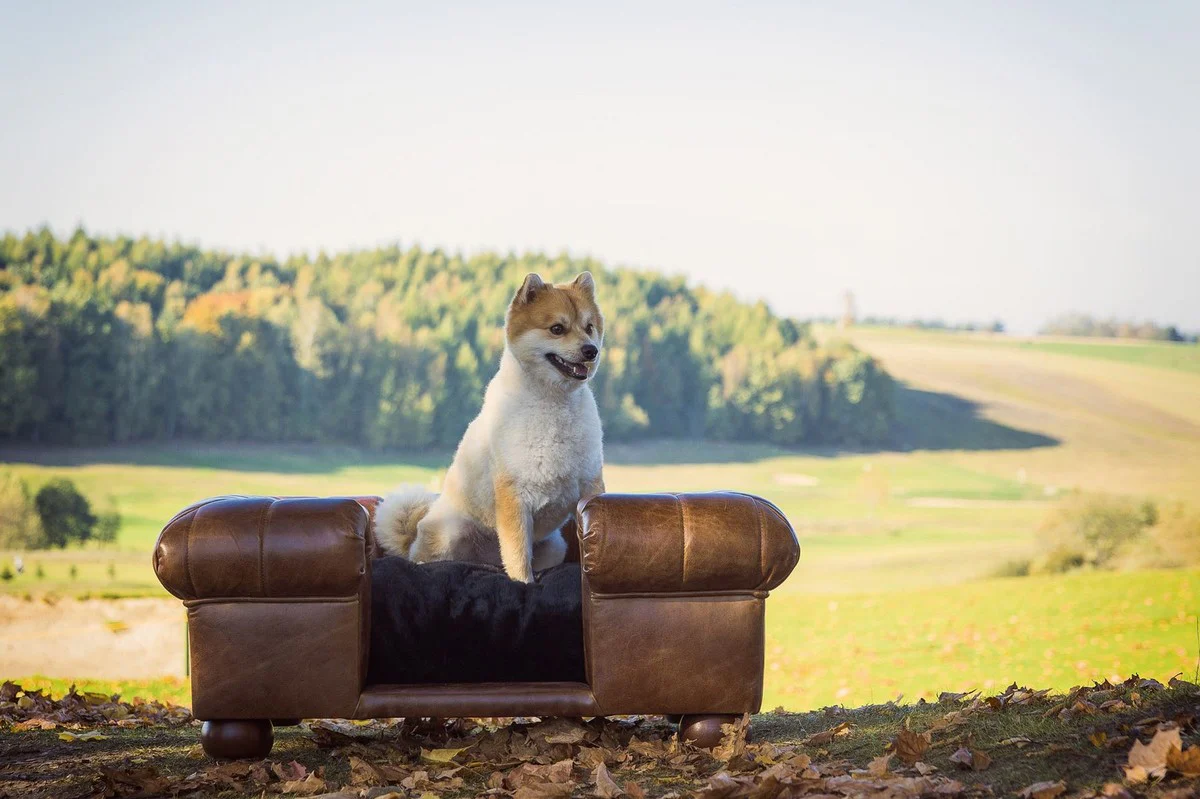 Luxury leather dog bed dark brown / black 109 x 89 x H. 37 cm - Rectangular genuine leather dog bed - Luxury genuine leather pet furniture